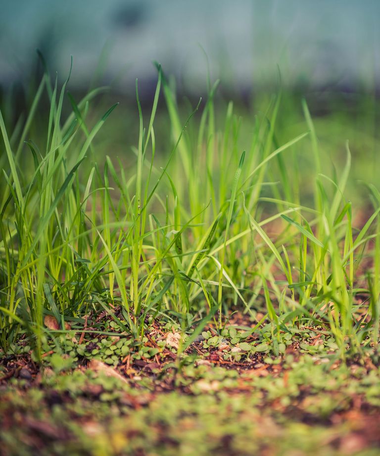 How to stop birds eating grass seed expert tips for success Homes & Gardens