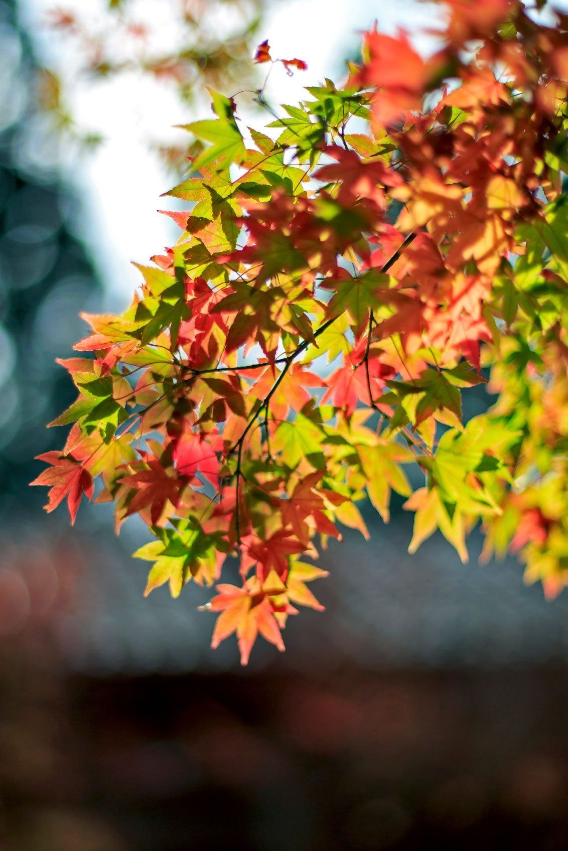 Fall Color Changing Leaves On A Tree