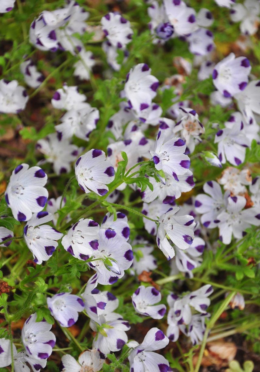 Five Spot Flowers