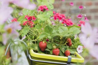 best plants for window boxes: strawberries in a window box