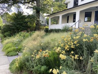 sloping naturally planted front garden with ornamental grasses and yellow flowers in front of a white house
