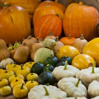 A bunch of various kinds of pumpkins