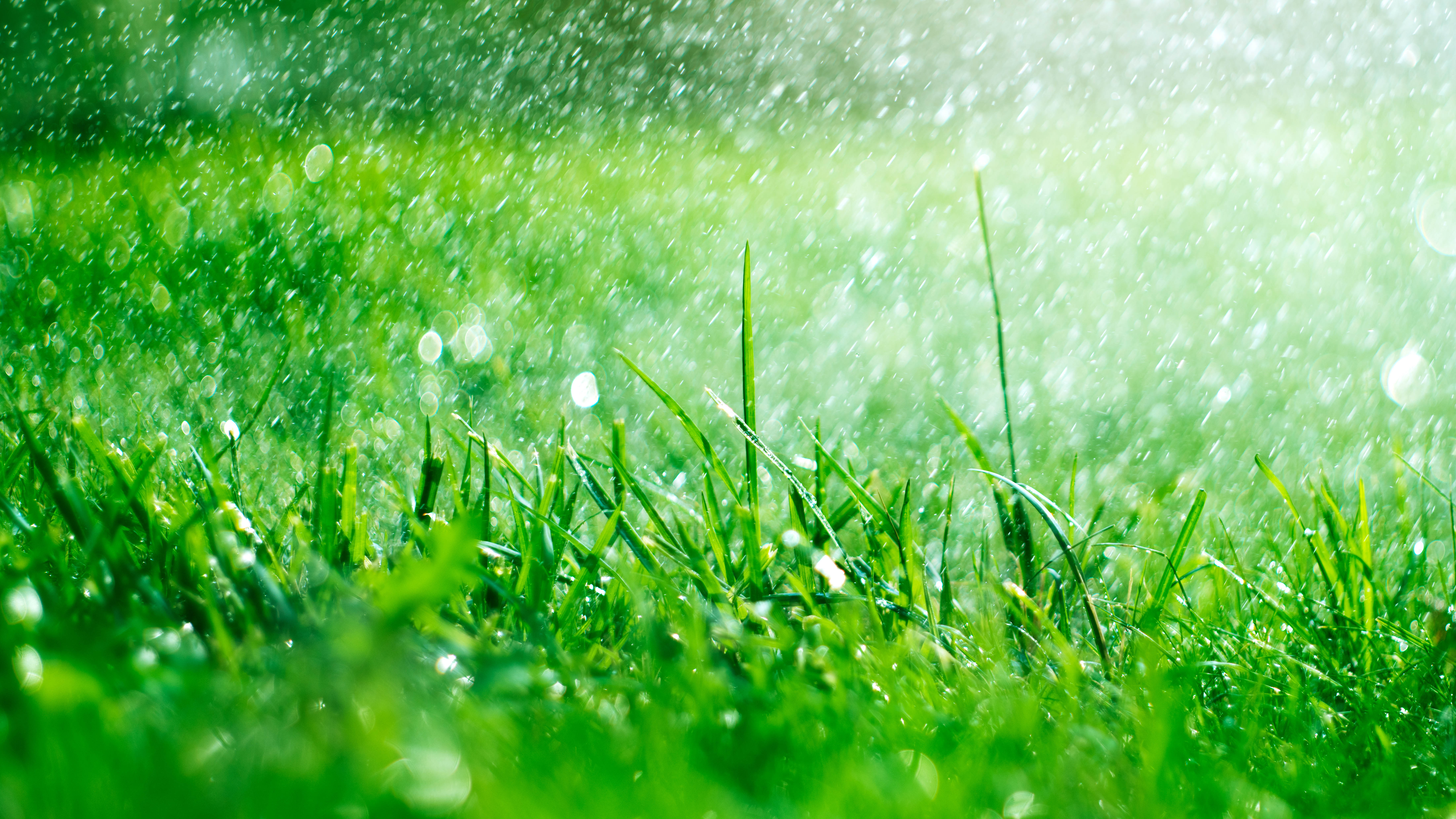 Дождь падает на траву