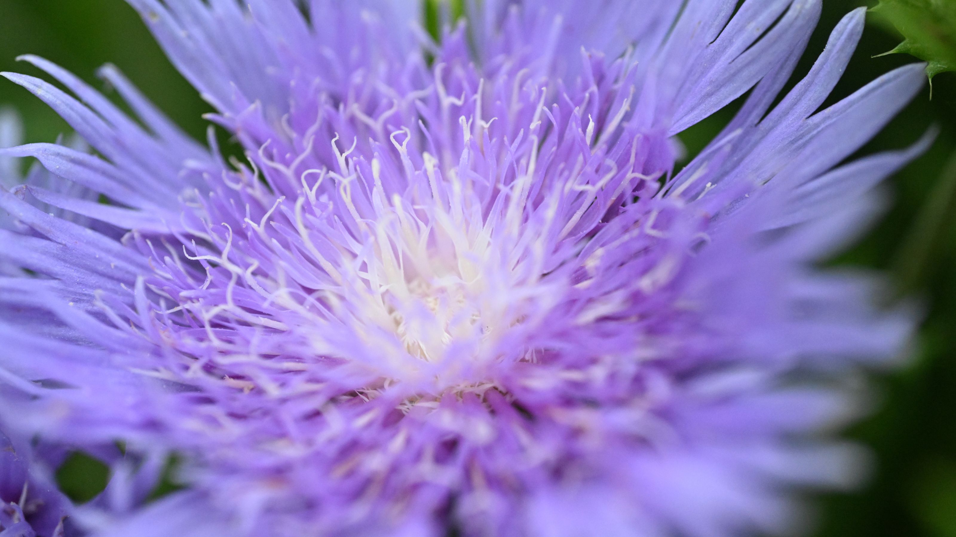 Bee Balm flower (extreme close-up)
