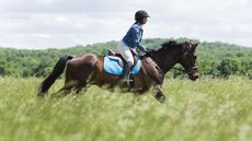 Diversity in horse sport