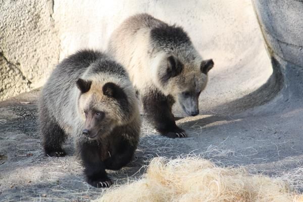 grizzly-cubs-111004-02