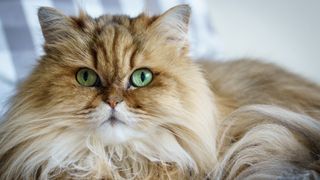Fluffy persian cat with green eyes