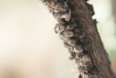 Crown Gall On Grape Vines