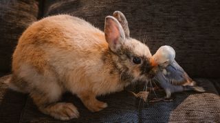 Rabbit and bird sitting together on couch