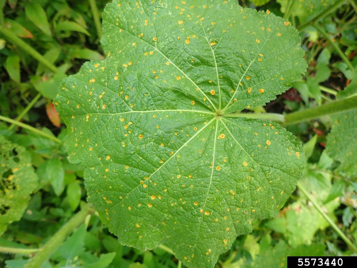 Hollyhock Leaf Spot Diseases Dealing With Leaf Spot On Hollyhock