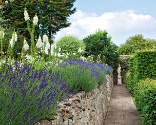 garden path edged with lavender