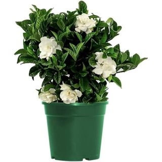 American Plant Exchange Gardenia Vetchii Bush, Live Flowering Houseplant, 6-Inch Pot, Light Shade, Fragrant Indoor Blooms