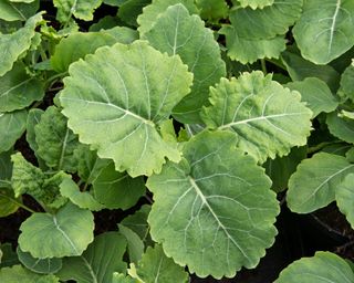 Perennial kale Daubenton