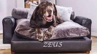 Dog laying on one of the best luxury dog beds