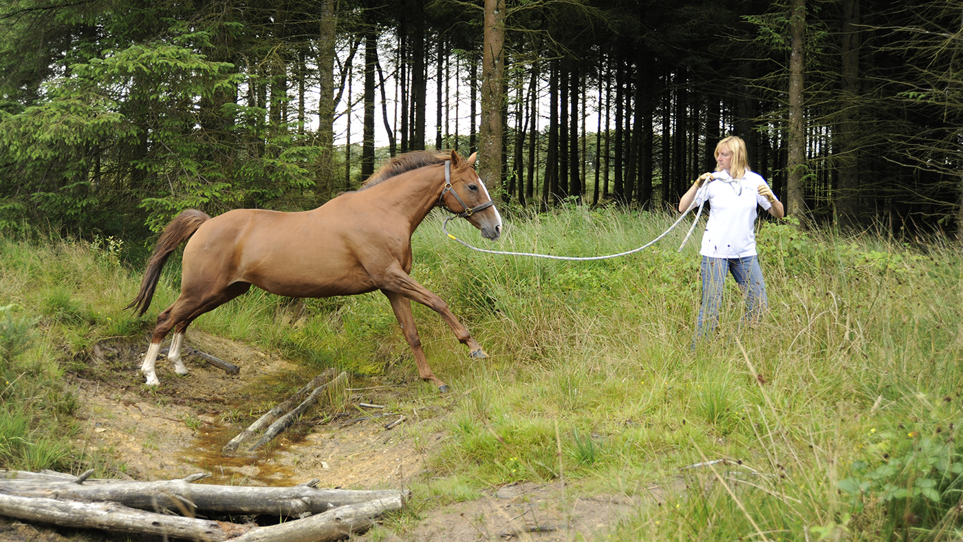 The Horse Agility Club