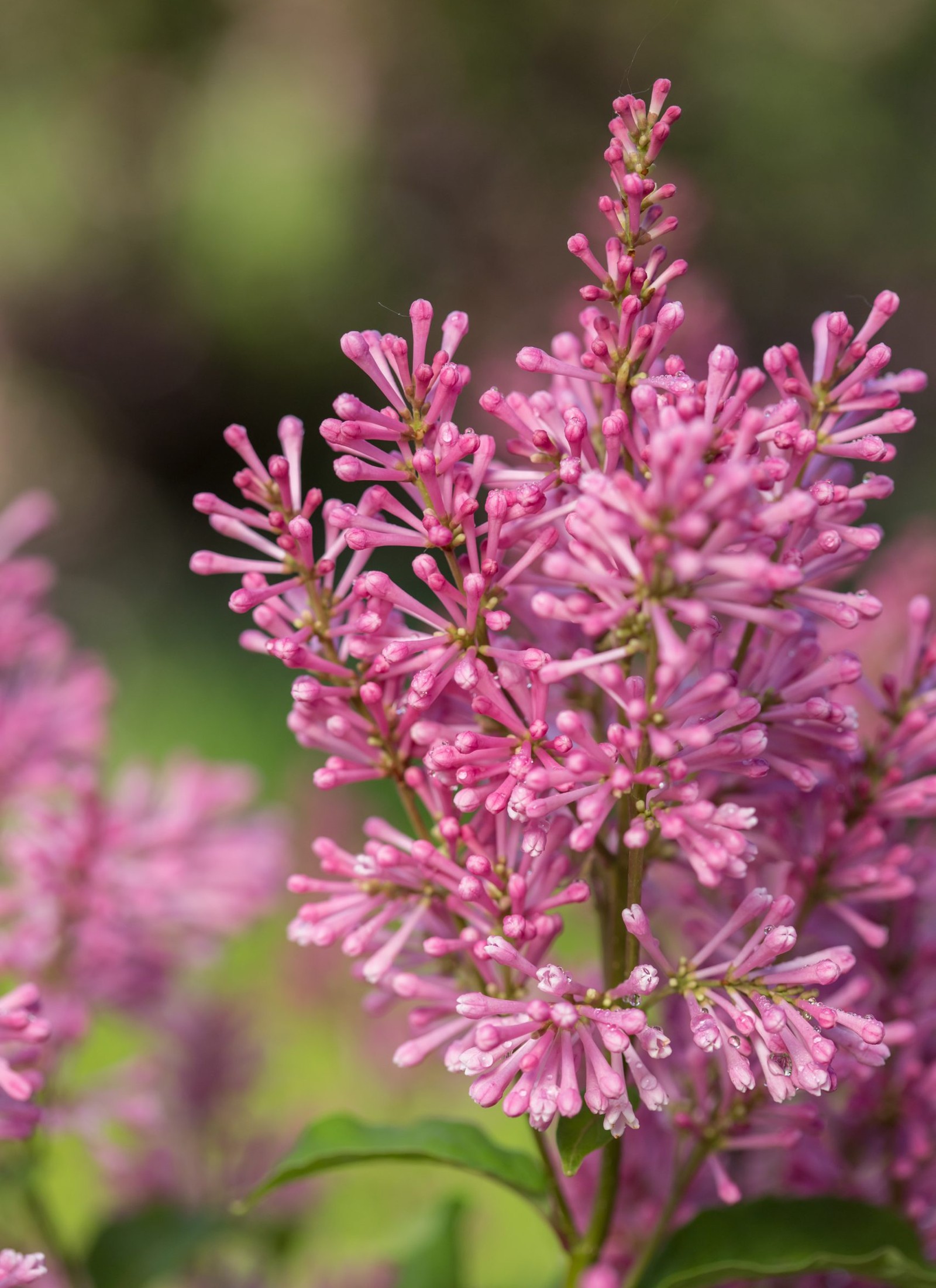 Lilac is the National Garden Bureau's 'Shrub of the Year' 2022 | Homes ...