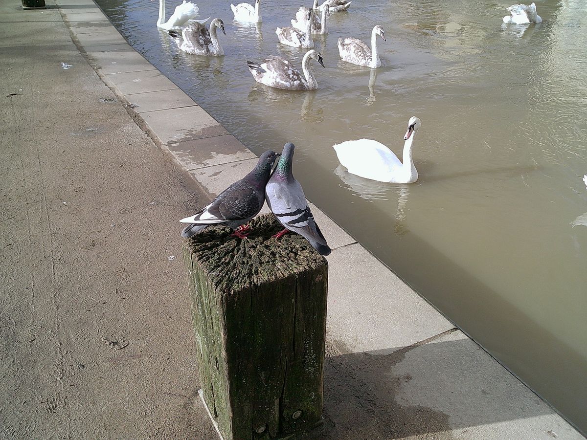 A photo of two pigeons on a stump, taken on a Camp Snap Screen-Free digital camera