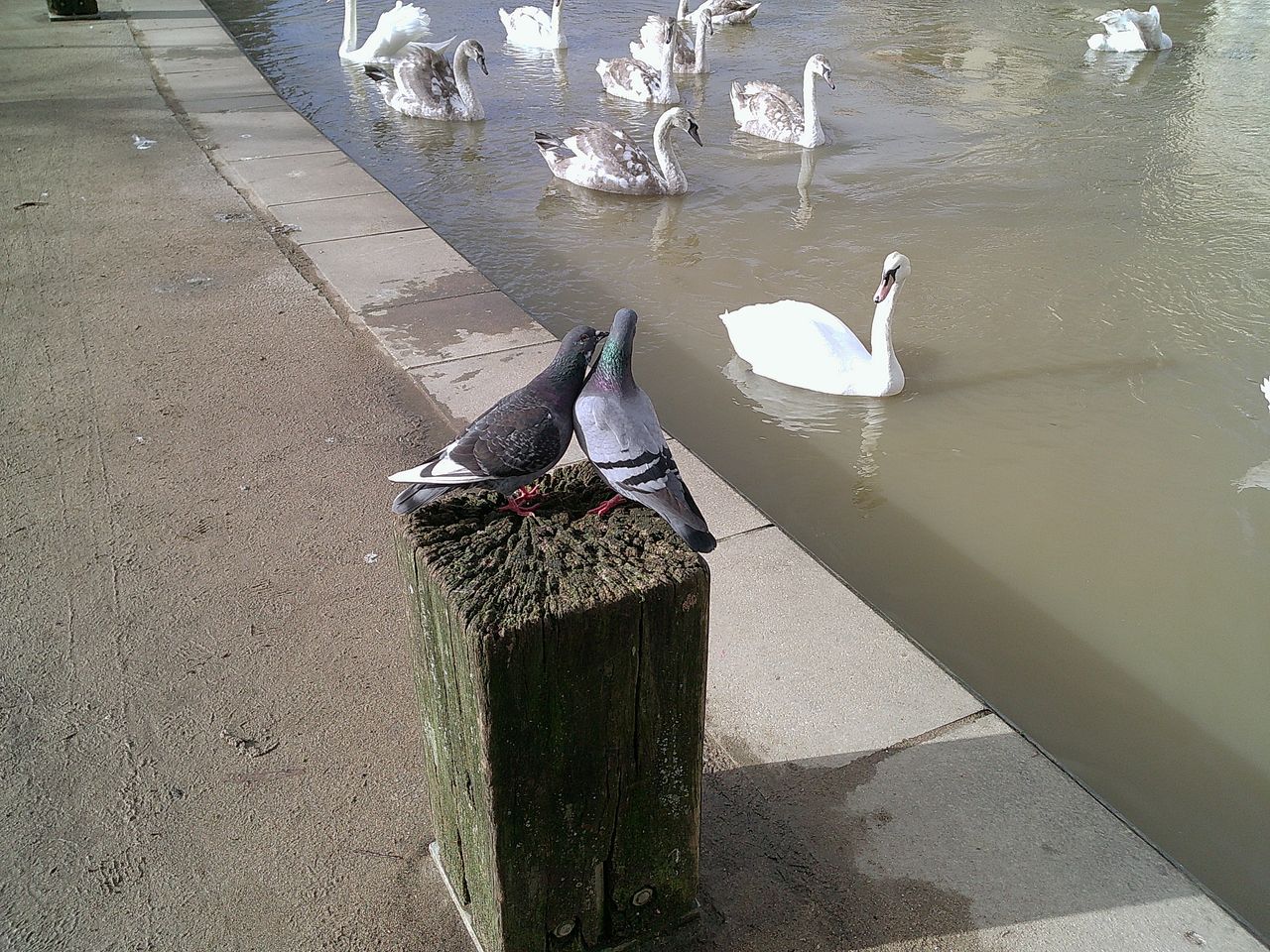 A photo of two pigeons on a stump, taken on a Camp Snap Screen-Free digital camera