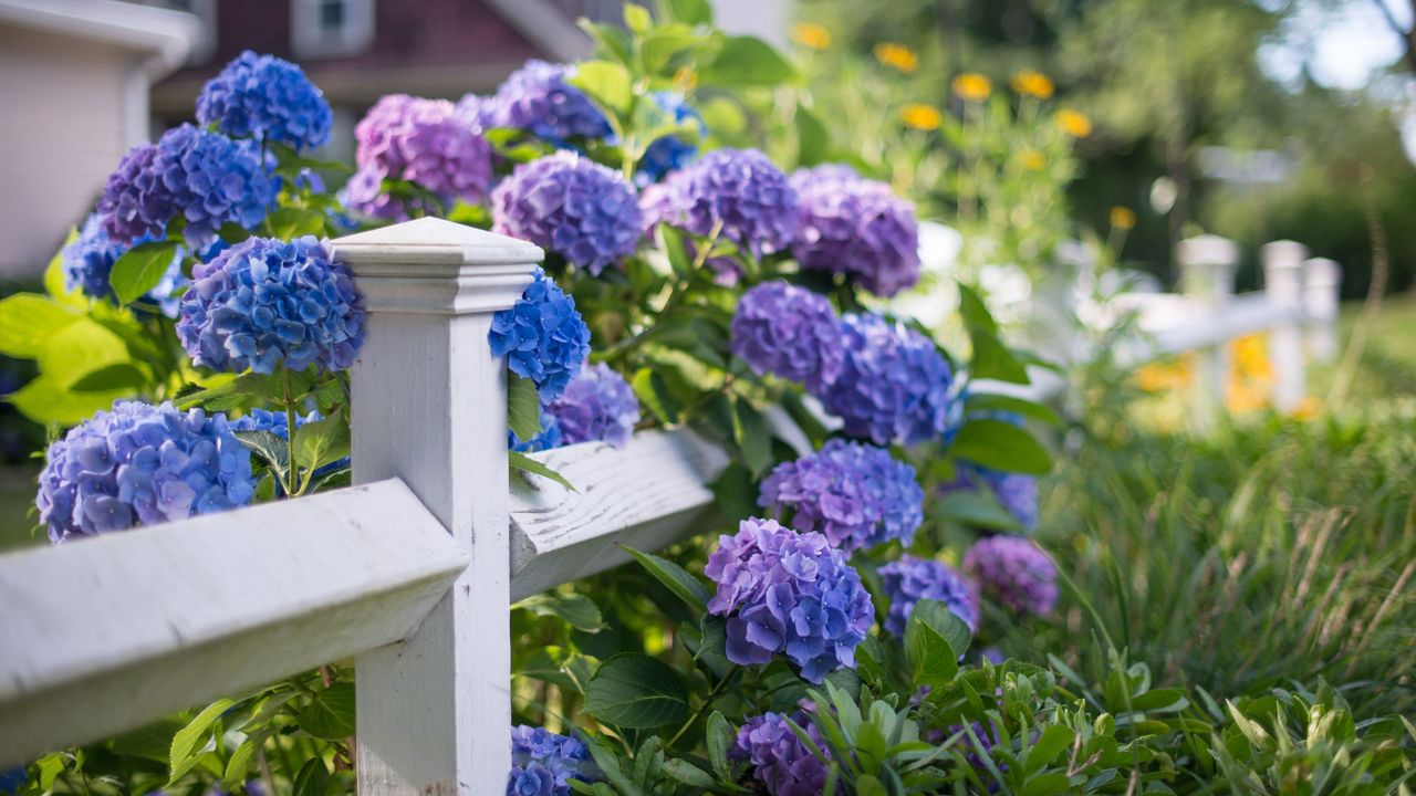 Hydrangeas growing over a white picket fence