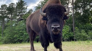 Bull bison facing forward
