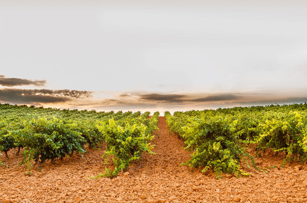 Vineyards in Bierzo