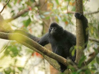 Crested gibbons like this one face risks from human activity, including habitat loss and hunting for pet trade.