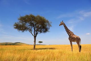 Giraffe numbers have plummeted over the past three decades.