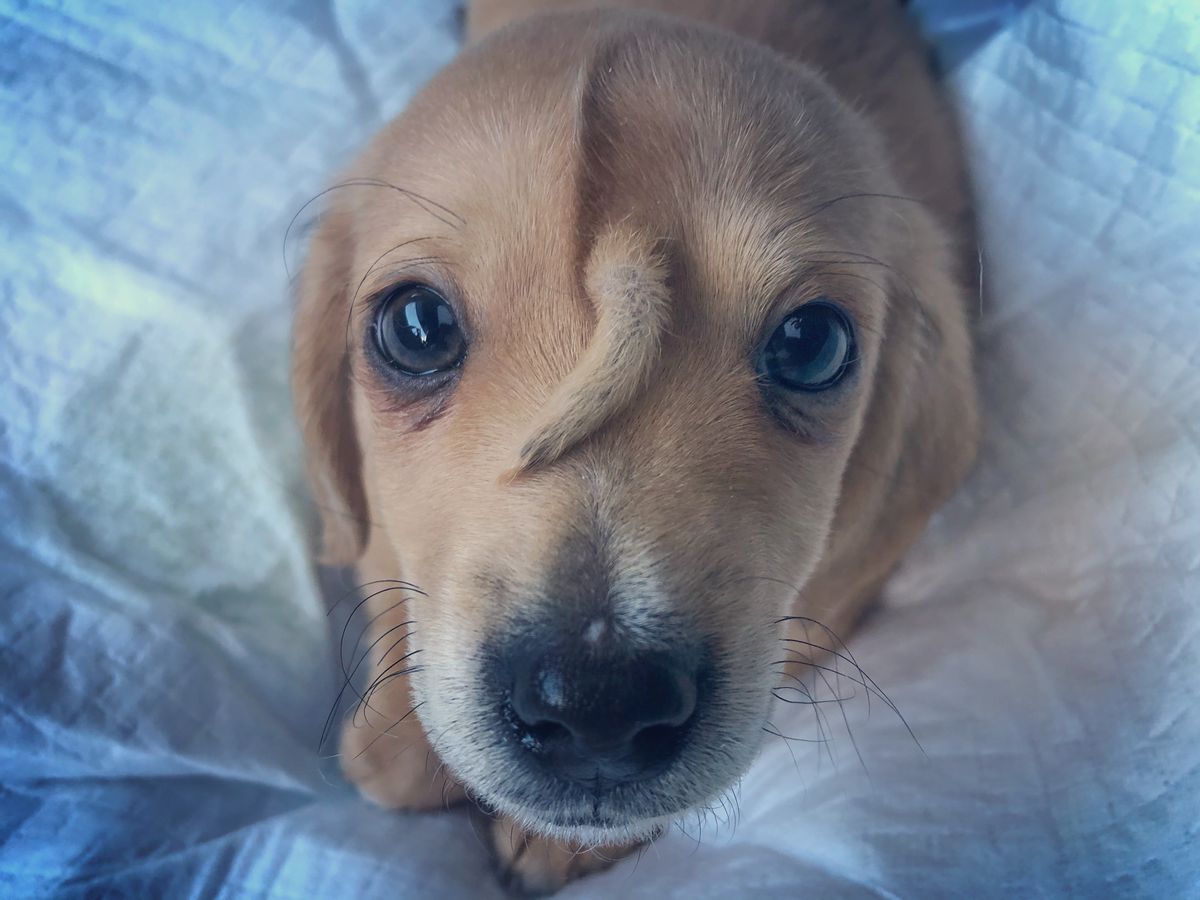 Narwhal the puppy appears to have a tail protruding out of his face. But what makes up this &quot;tail&quot;?