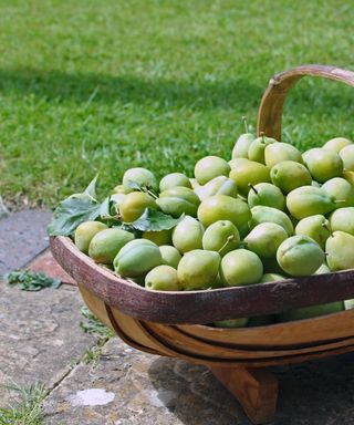 Greengage 'Reine Claude Verte'