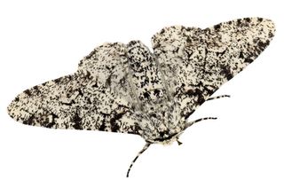 Peppered Moth