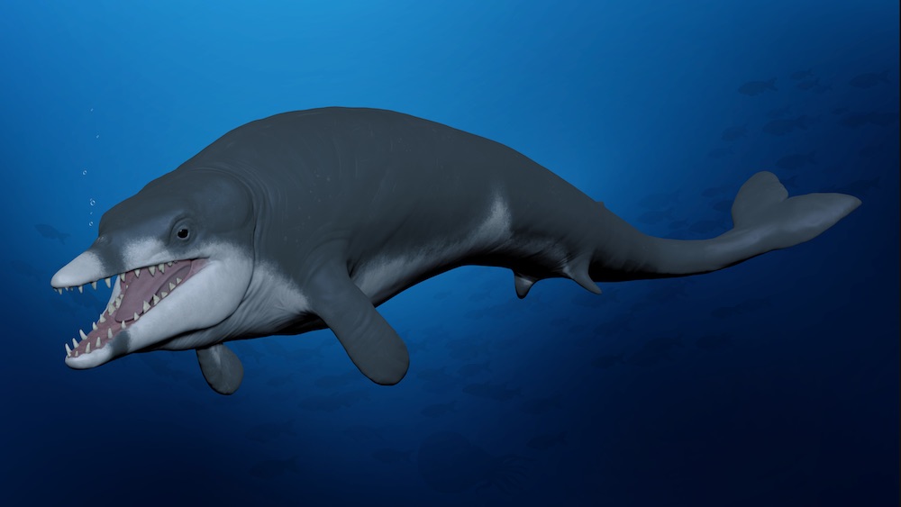 Tiny 'King Tut' whale 'lived fast and died fast' in ancient Egyptian waters