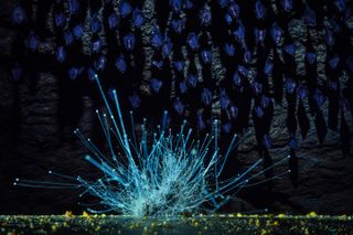 For 13 years, this photographer has captured hibernating bats in protected, restricted-access mine tunnels in Hungary &ndash; now he's won one of Europe's most respected photo competitions
