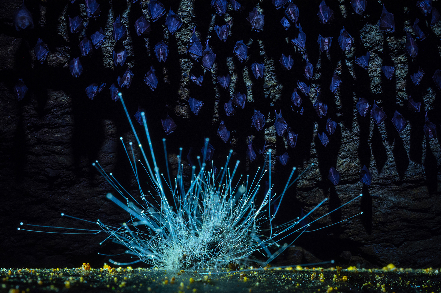 Glowing blue bioluminescent fungi spread across a cave floor, with bats hanging from the rocky ceiling