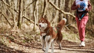 Husky on a run with owner