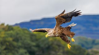 Close-up of bald eagle flying against sky