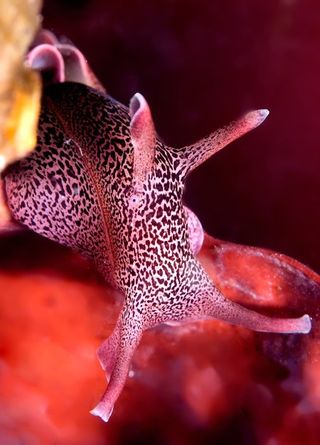 sea hare