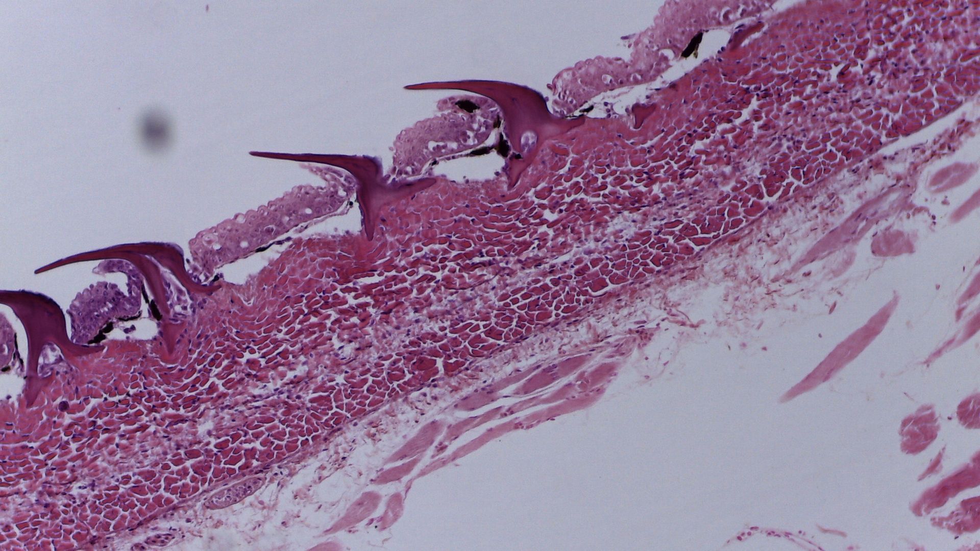 A microscopic image of a series of skin cells