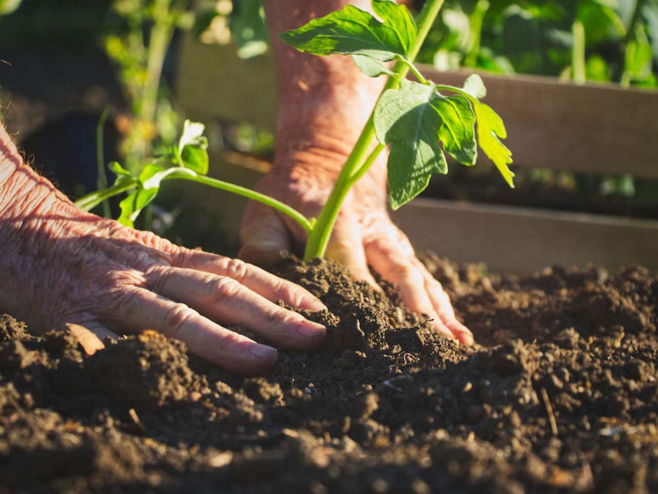 Planting Of A Plant In The Garden