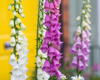 Foxgloves growing tall in front of a bright yellow door