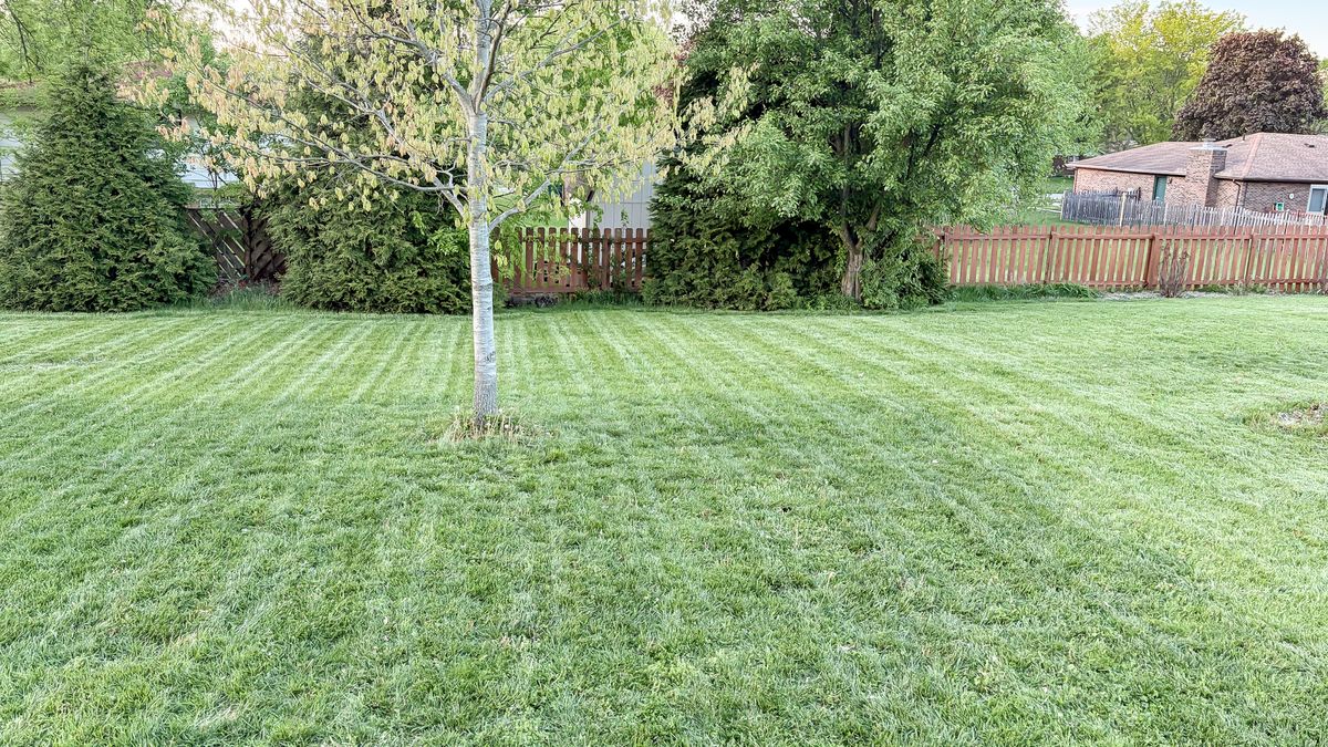 Lawn after being mowed by Lymow One Plus robot mower