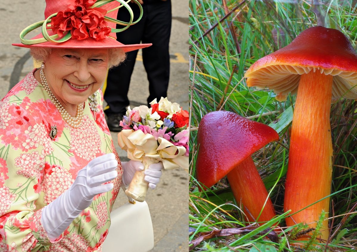 Queen Elizabeth and mushrooms