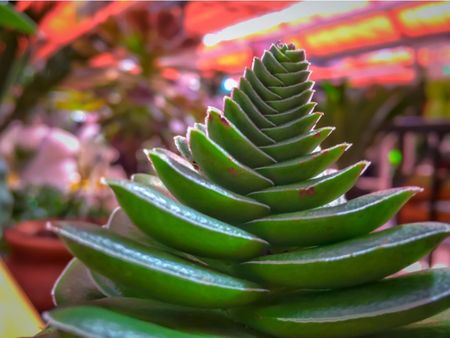 Red Pagoda Crassula Plant