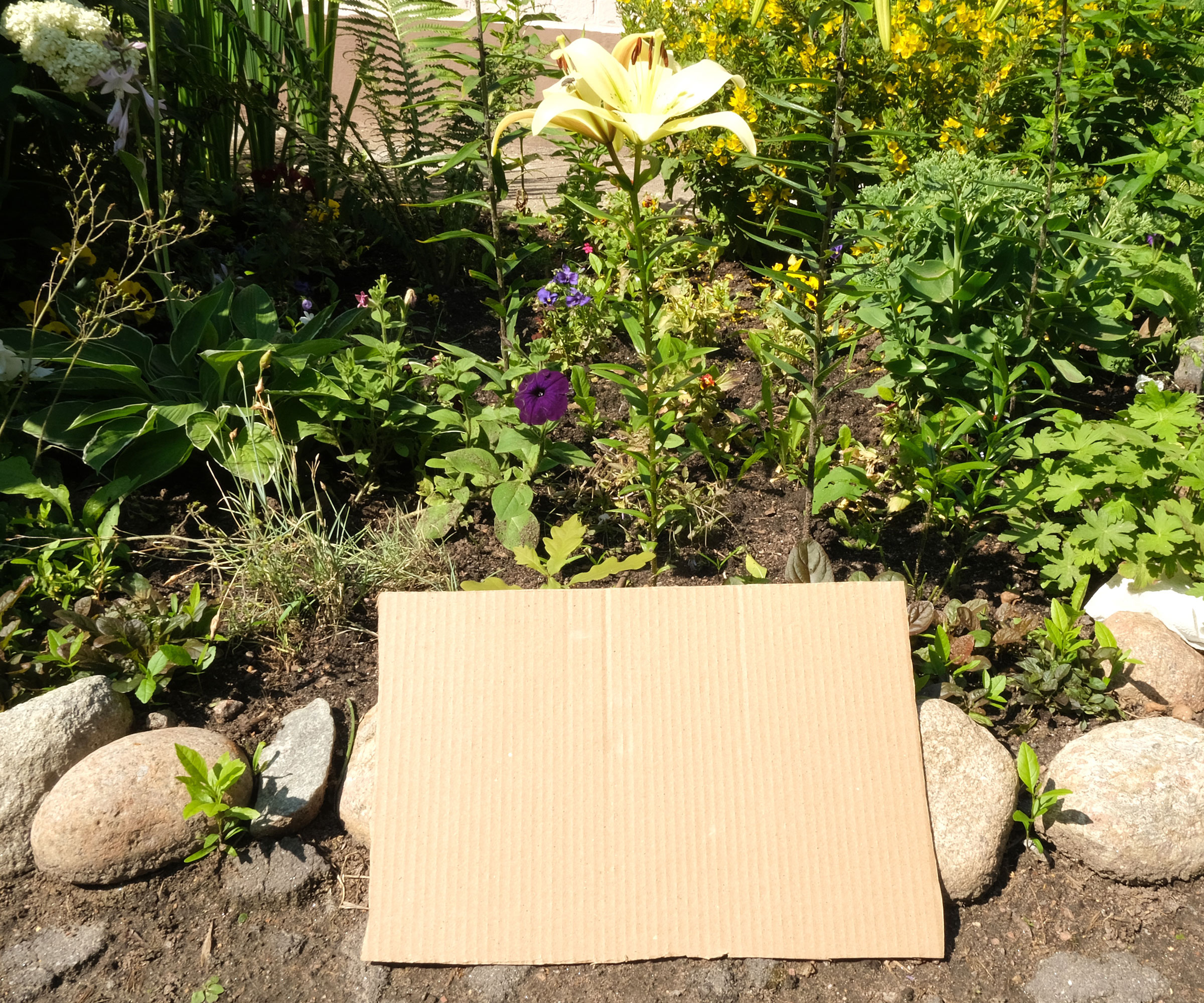 sheet of cardboard on garden bed