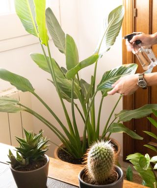 Taking care of birds of paradise plants with a mister to boost humidity