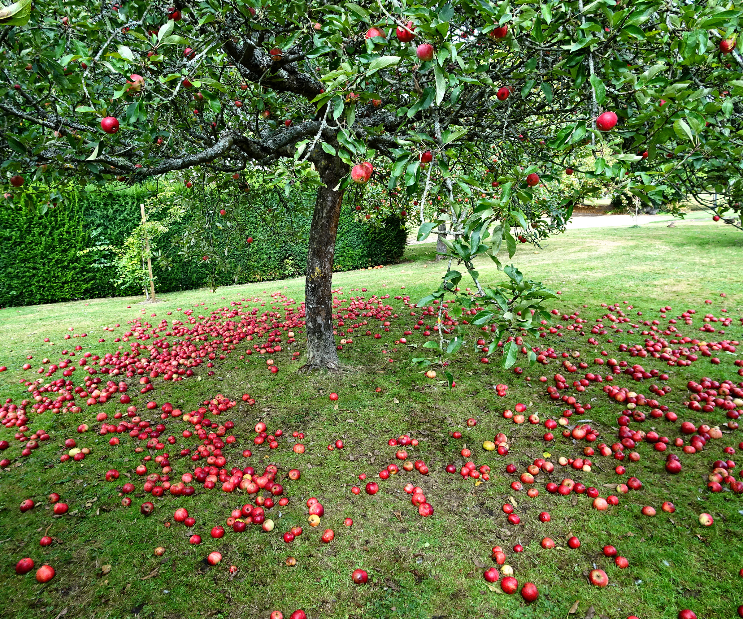 apple tree with fruit on branches and on ground