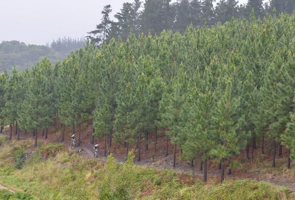 Stage 4 ended in ended in George, taking the race from the dry Karoo to the forested coastal region.