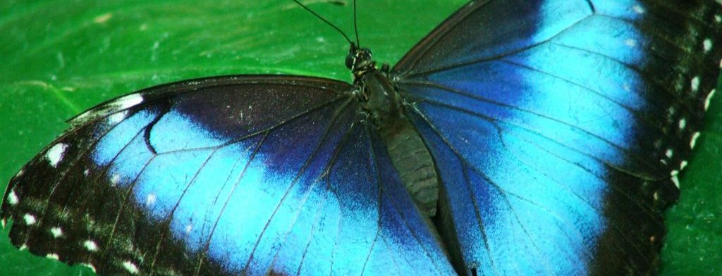 butterflies inspire anti-counterfeit technology