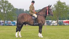 Heavyweight show cob Colebrooke died aged 23