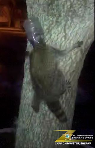 A raccoon on a tree has its head stuck in a plastic bottle.