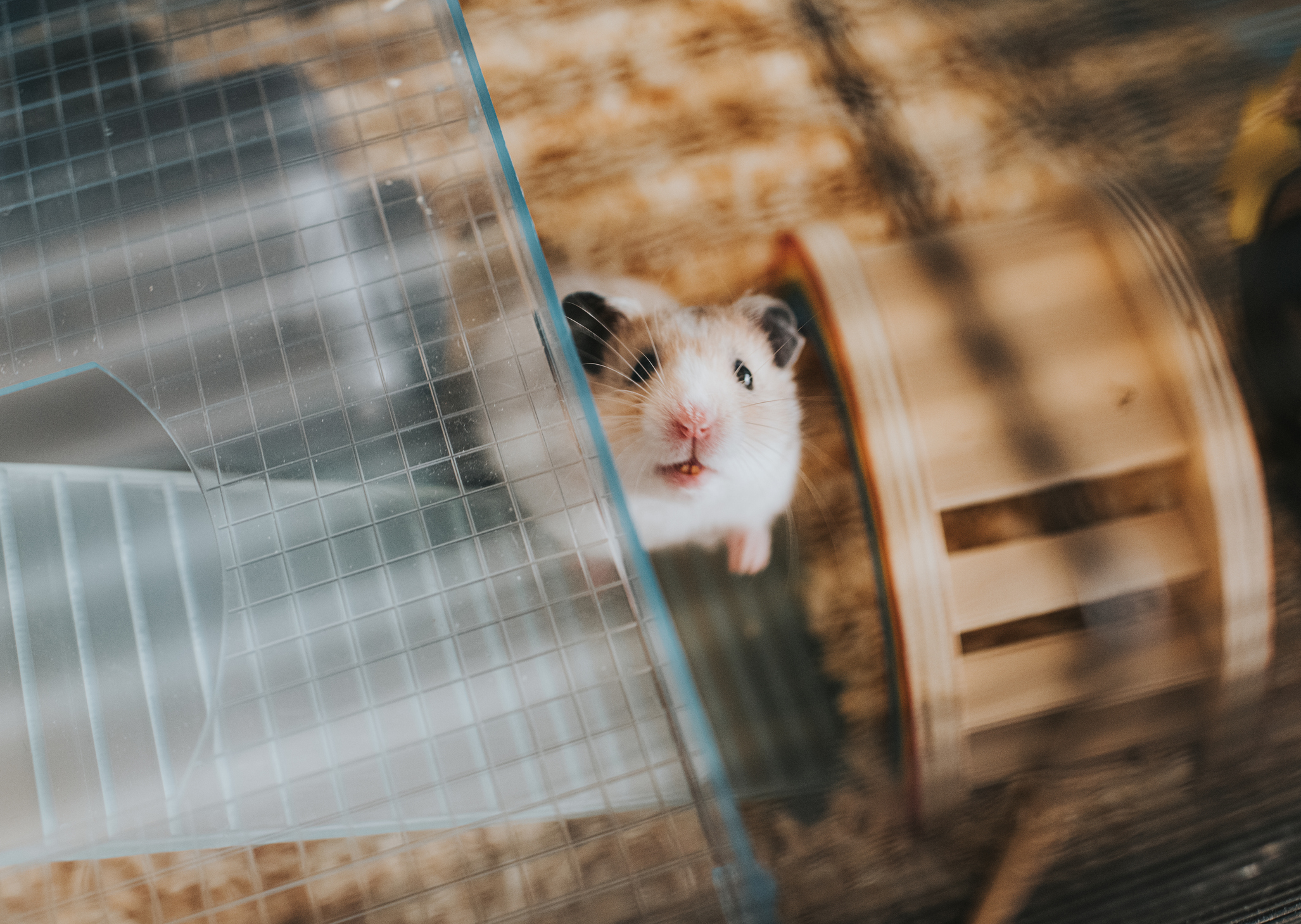 The Cost of Owning a Hamster and 4 Other Small Household Pets